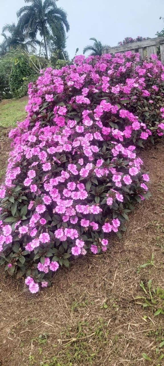 El Rincon De Las Flores Bajo Tigre Exterior foto