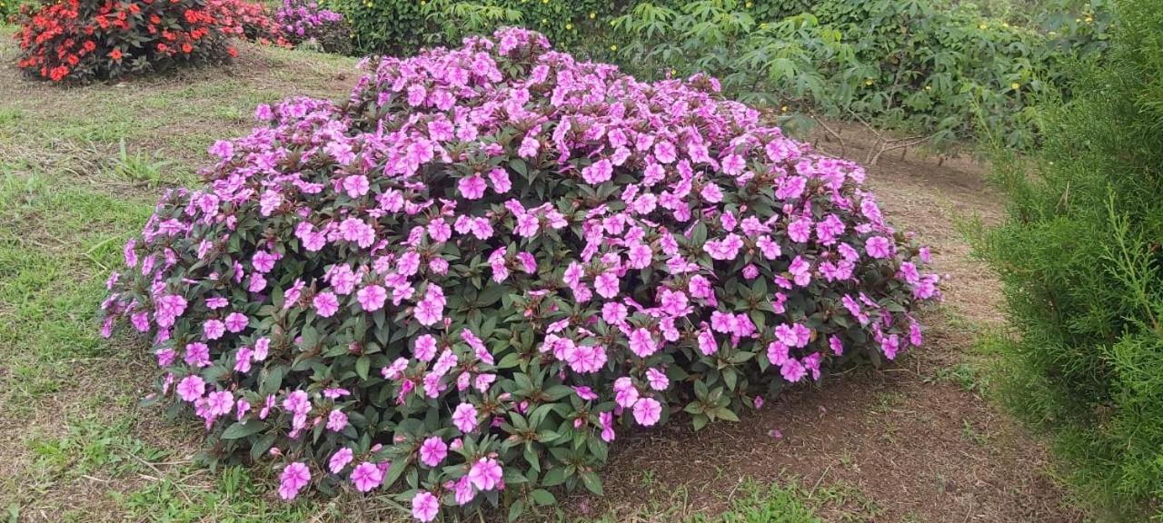 El Rincon De Las Flores Bajo Tigre Exterior foto